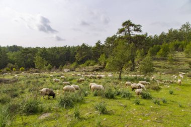 Yeşil çayırda koyun otlama sürüsü