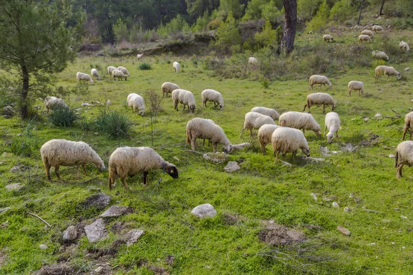 Kudde schapen grazen in groene weide — Stockfoto