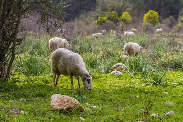 Kudde schapen grazen in groene weide — Stockfoto