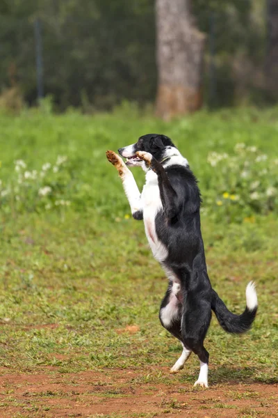 Dancing black white dog