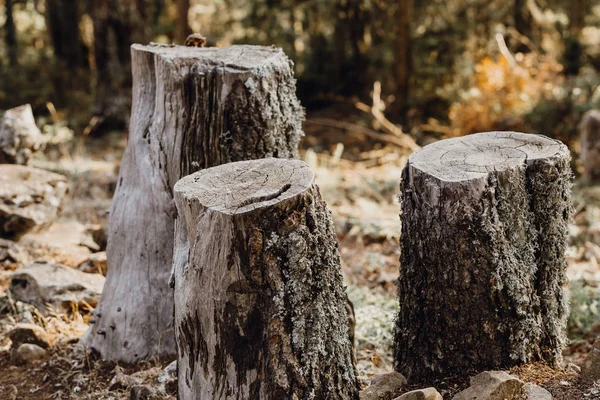 Tre träd nedskurna i skogen bredvid varandra — Stockfoto