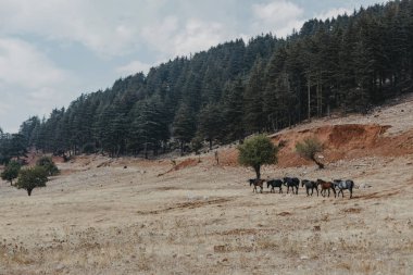 karada dolaşan özgür atlar