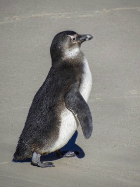 Yavru penguen sahilde yürüyor