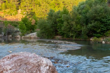 Nehir, Dünya ve Antalya 'daki ağaçlar