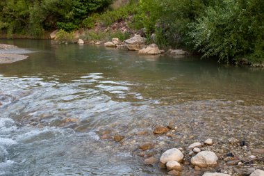 Nehir, Dünya ve Antalya 'daki ağaçlar
