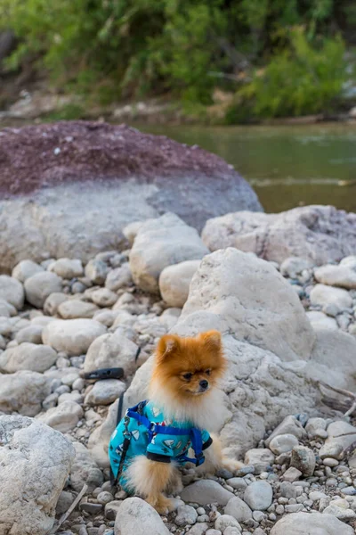 Pommerhunden Vilar Stenar Vid Floden Turkiet — Stockfoto