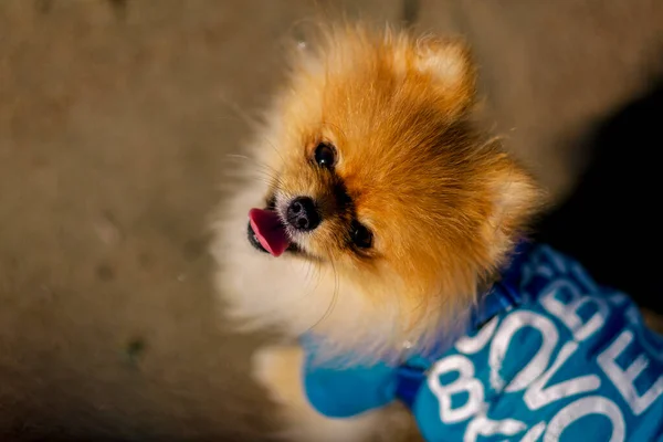 Cão Pomerano Cor Amarela Tipo Spitz Antalya Turquia — Fotografia de Stock