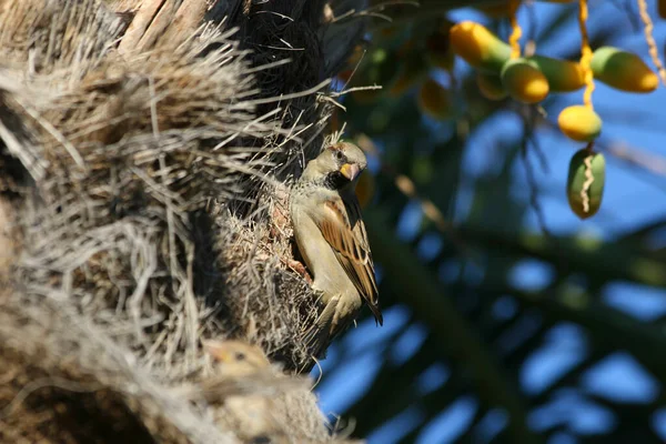 Türkiye 'de Palm Tree' ye Erkek Atmaca yerleştirildi