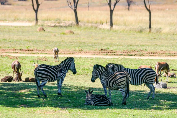 Enxame Zebras Sombreando África Sul — Fotografia de Stock