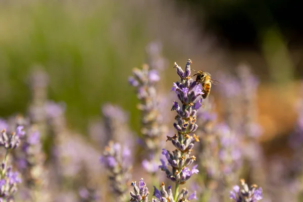 在土耳其采集薰衣草花和花粉 — 图库照片