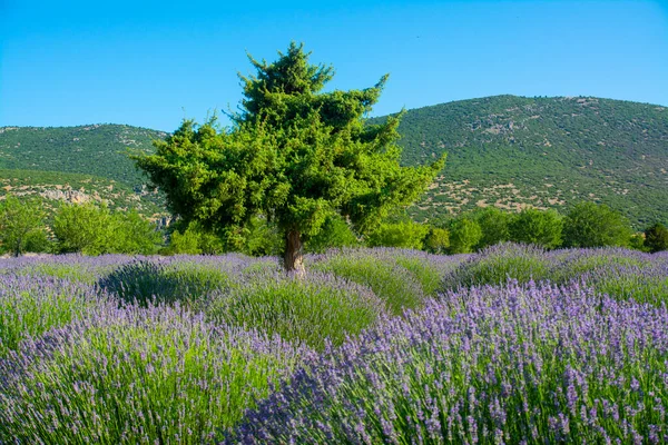 在土耳其伊斯帕塔岛中部的薰衣草田和唯一的一棵树 — 图库照片