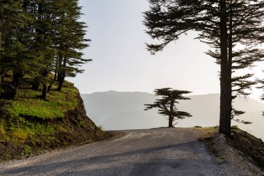 Türkiye 'deki tek çam ağacı
