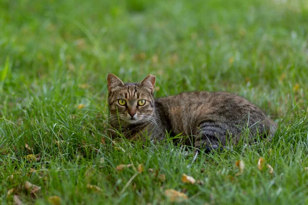 Таббі Кіт Лежить Траві Туреччині — стокове фото