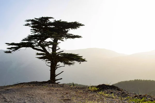Türkiye 'deki tek çam ağacı