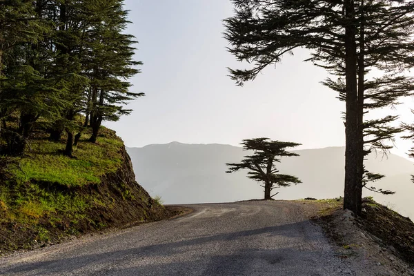 The only pine tree on the road in Turkey