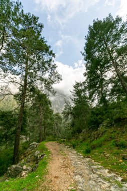 Türkiye 'de Orman Yolu' nda yürüyen genç adam