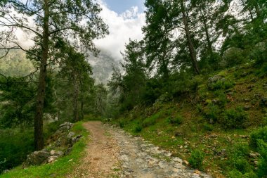 Türkiye 'de Orman Yolu' nda yürüyen genç adam