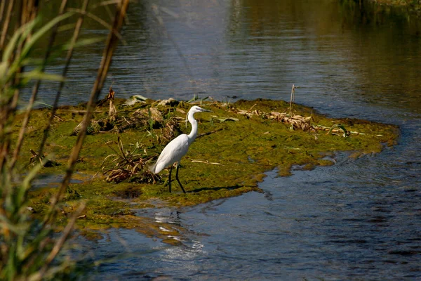 White Heron Rests Marsh — Stock Photo, Image