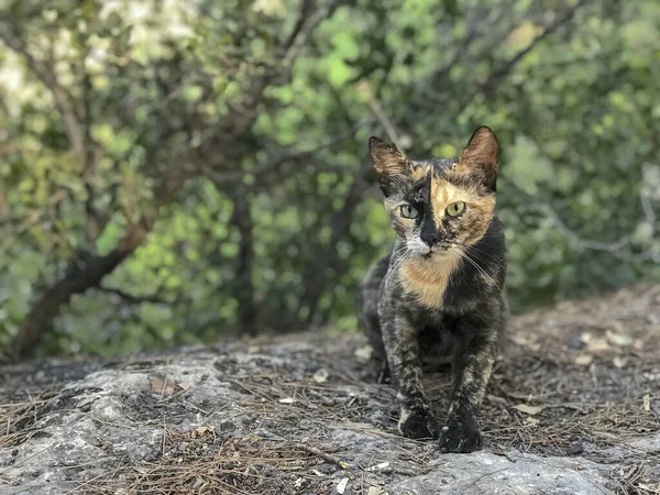 Кішка Таббі Сидить Камінцях Листках Туреччині — стокове фото