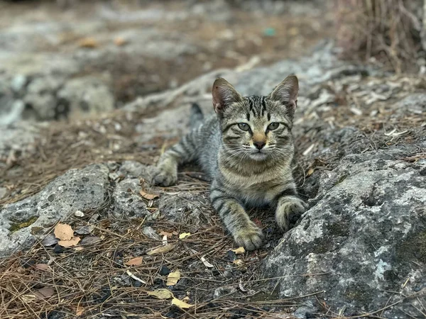 터키에서 바위와 나뭇잎 고양이 — 스톡 사진
