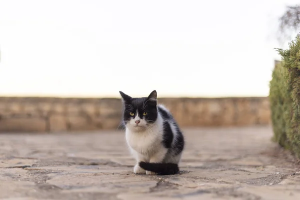 카메라 향하고 고양이 — 스톡 사진
