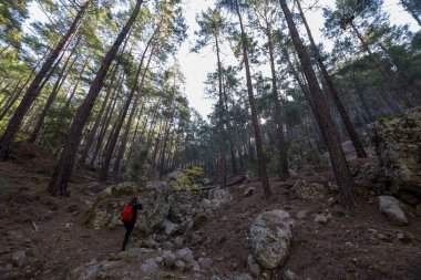 Türkiye 'de büyük ağaçlar ve sonbahar