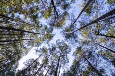 Türkiye 'de büyük ağaçlar ve sonbahar