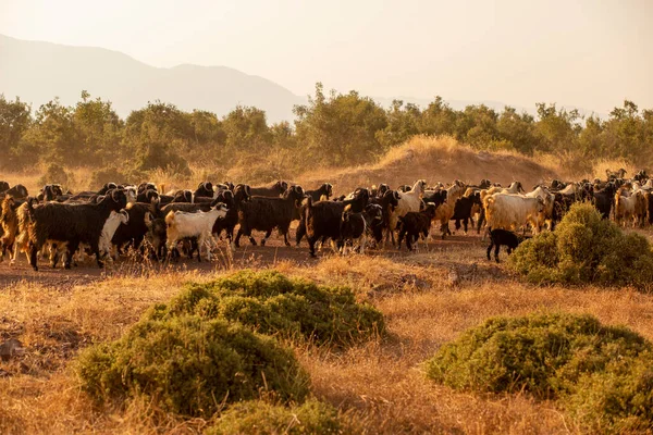 在土耳其安塔利亚 一群山羊穿过柏油路 — 图库照片