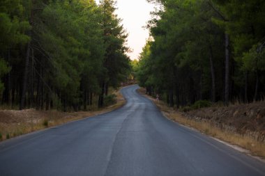 Türkiye 'de yeşil çam ormanı boyunca asfalt yol