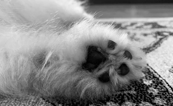 Pomeranian dog\'s foot black and white photo