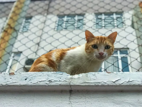 너머를 고양이 — 스톡 사진