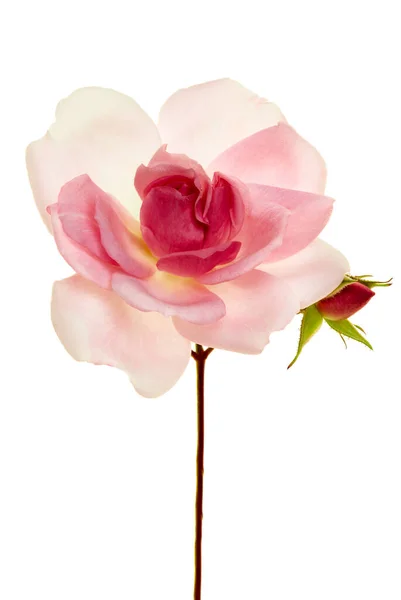 Одинокая Нежная Розовая Роза Длинным Стеблем Бутоном Изолированная Белом Символе — стоковое фото