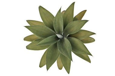 Fox Tail Agave 'den Rosette, ya da Agave attenuata, yukarıdan izole edilmiş, beyaz üzerinde fotokopi alanı olan çekici, sulu bir bitki.