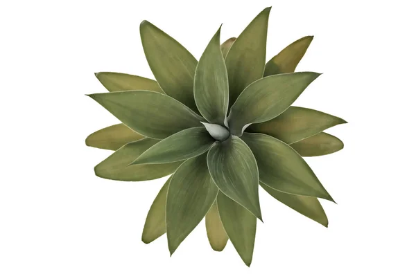 Rosette Fox Tail Agave Agave Attenuata Attractive Whorled Succulent Plant — Stock Photo, Image