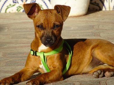 Güneşin altında istirahat küçük doğurmak köpek yavrusu
