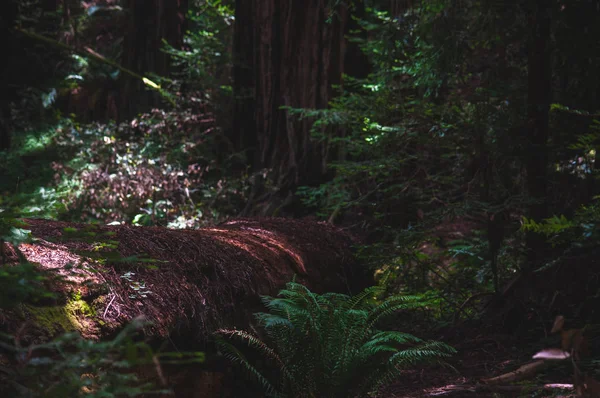 Gevallen Redwood Bedekt Met Mos — Stockfoto