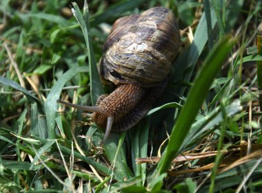 Yaşlı salyangoz çimlerde
