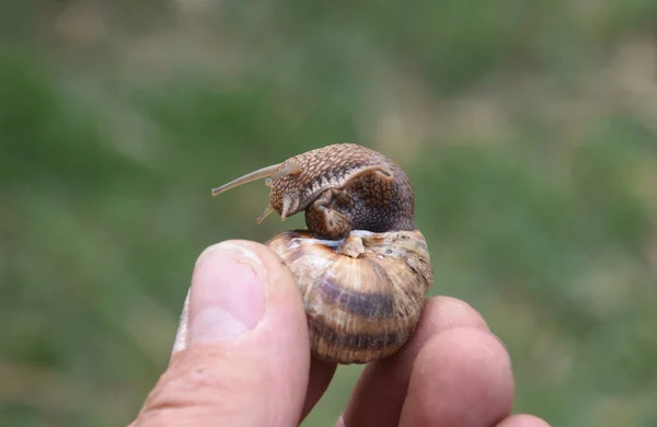 Old Snail Posing Hands — Stock Photo, Image