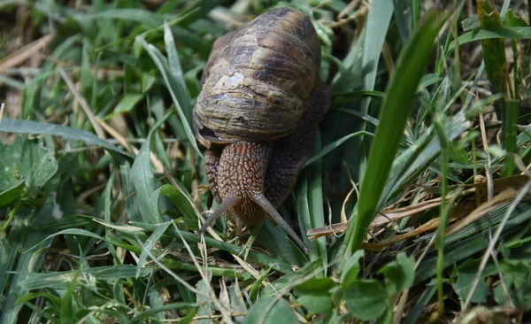 Old Snail Grass — Stock Photo, Image