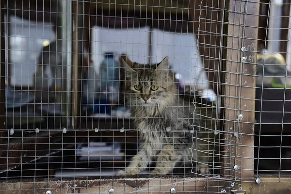 the cat sits in his cage in an animal shelter