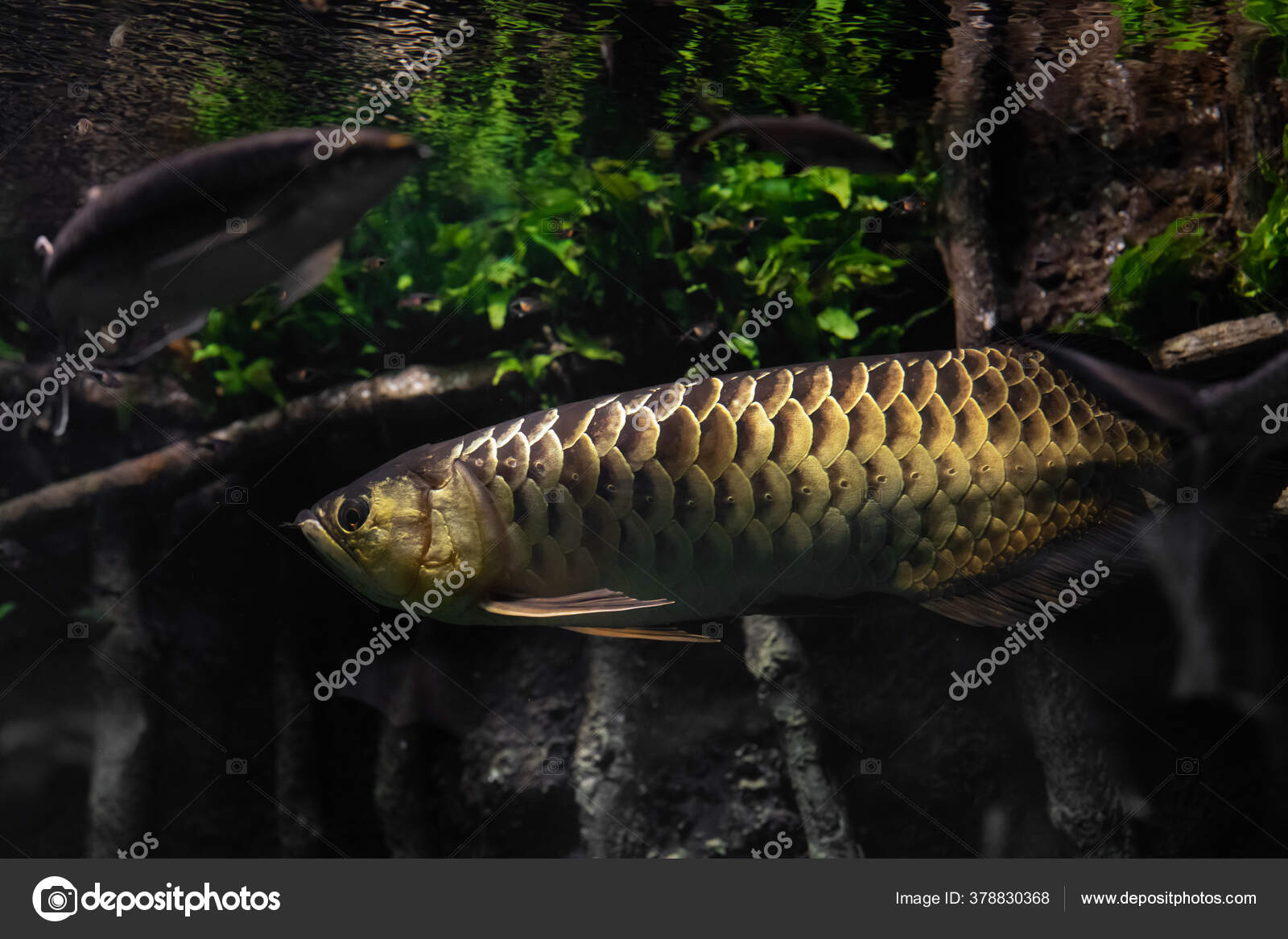 arowana aquarium