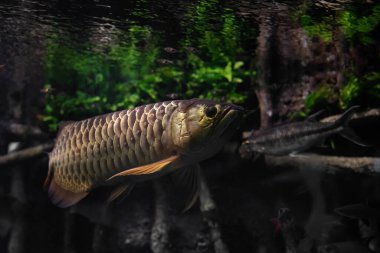 Akvaryumdaki Arowana.
