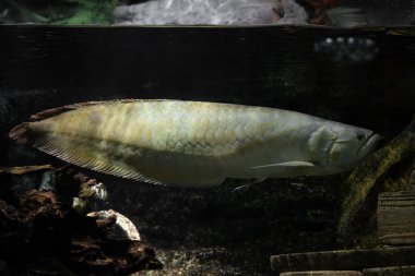 Akvaryumdaki Arowana.