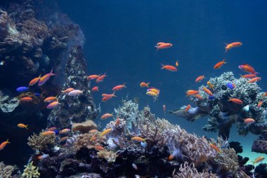 Deniz tabanında mercan ve tropikal balıklar