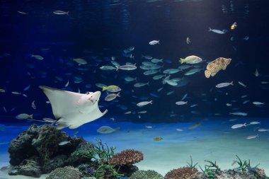 Bir vatoz ve akvaryum tankında yüzen bir balık resmi