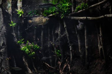 Akvaryumda yüzen bir arowana..