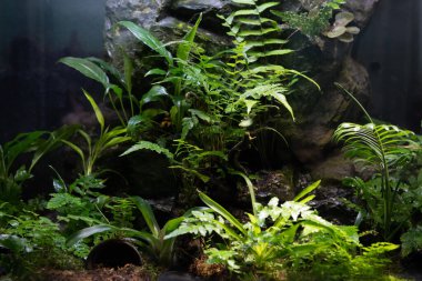 Bereketli bir yağmur ormanı akvaryum görüntüsü