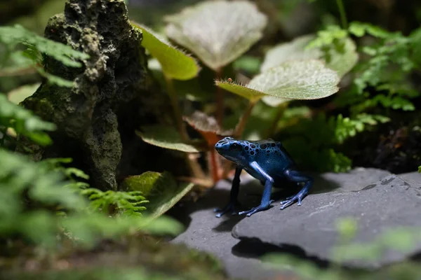 Cobalt Frog Captivity — Stock Photo, Image
