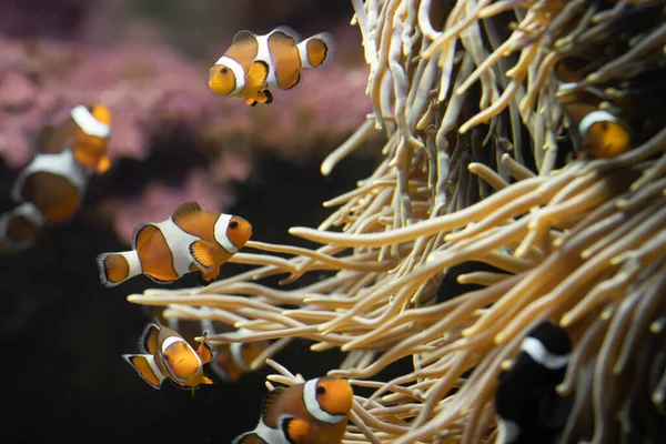 Deniz şakayıkları ve palyaço balıkları