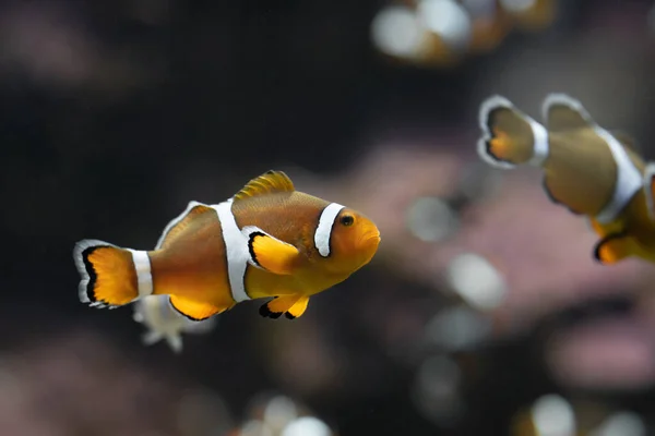 Peixe Palhaço Ser Mantido Num Aquário — Fotografia de Stock